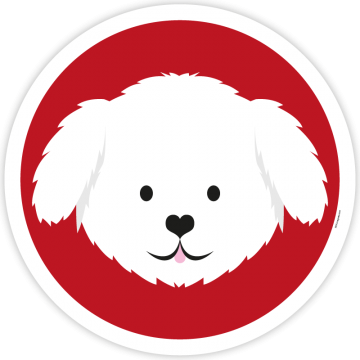 Bichon Frisé